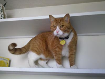 Marmalade