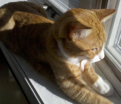 Marmalade
