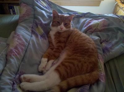 Marmalade