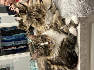 two purebred maine coons cuddling together