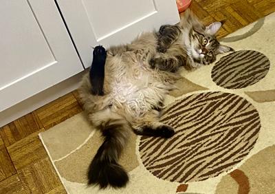 Marusya pretty brown female purebred maine coon showing her belly