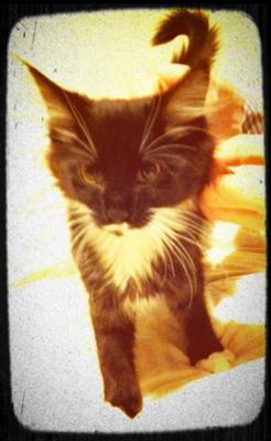 Marvin