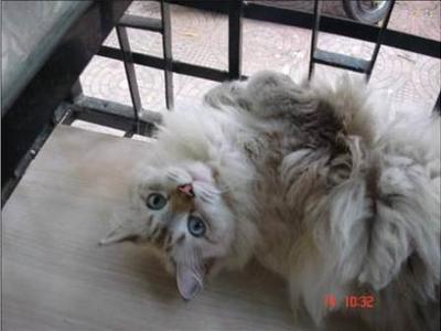 Mau