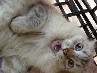Mau