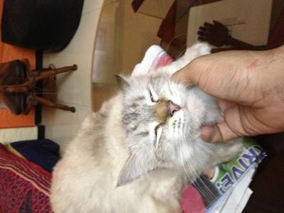 Mau