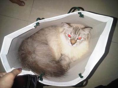 Mau