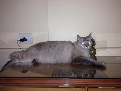 Mau