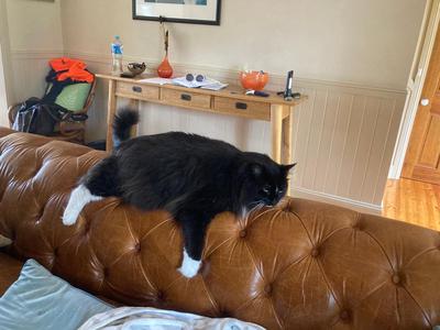 Fuzzbutt's graceful adornment 