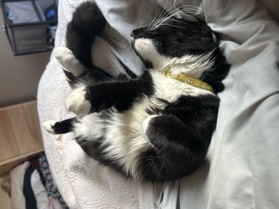 tuxedo maine coon kitty upside down rolling around on a bed.