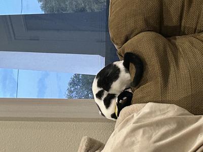 black and white short haired cat curled up on the back of a couch.