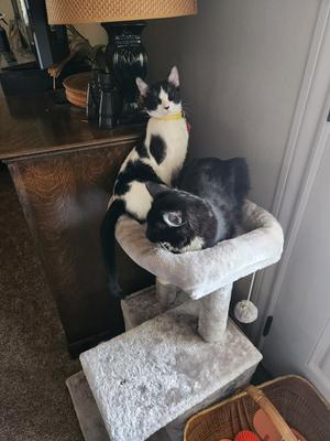 two black and white cats atop a cat tree.