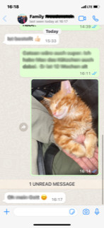 phone screenshot of a chat with a photo of a sleeping red maine coon kitten in the chat.