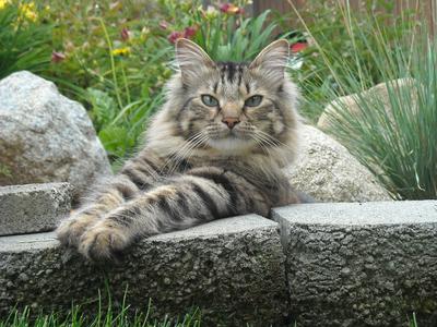 Max