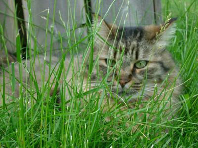 brown tabby maine coon in the grass