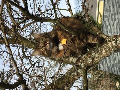 fluffy tabby cat up in a tree