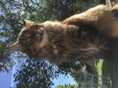 fluffy tabby cat outdoors