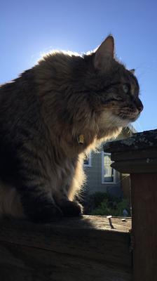 profile of fluffy tabby cat outdoors at sunset