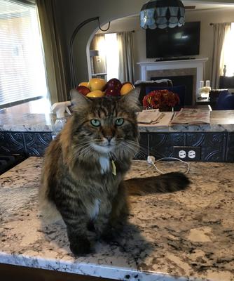 fluffy tabby cat on a kitchen counter
