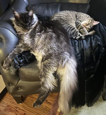 big purebred black smoke maine coon cuddling with shorthaired kitty. big purebred black smoke maine coon cuddling with shorthaired kitty.