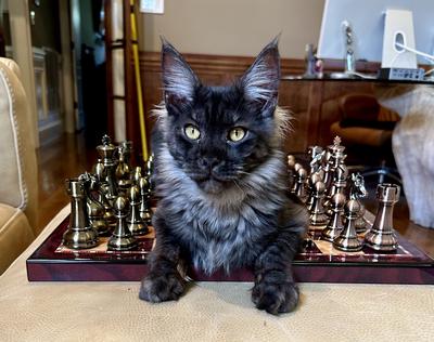 stunning purebred young black maine coon sitting on a chess board.