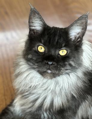 portrait of purebred black smoke miane coon cat with gold eyes
