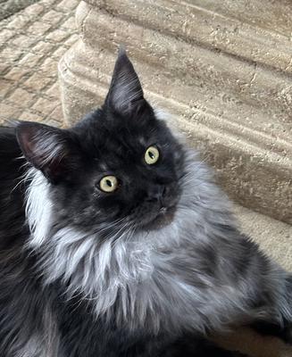 black smoke male maine coon cat.