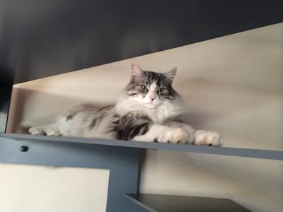 Maximus
