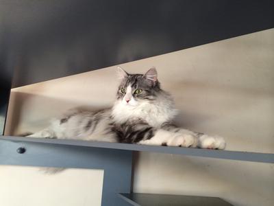 Maximus