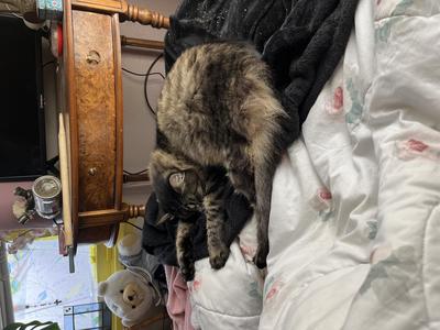 brown tabby kitty curled up on a bed
