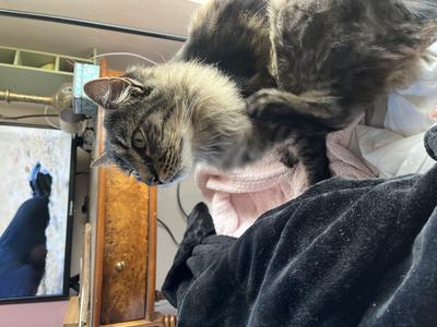 brown tabby kitty scratching herself