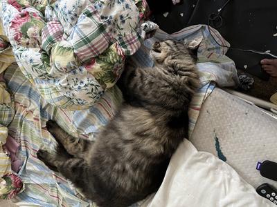 brown tabby kitty curled up in bedding on a bed