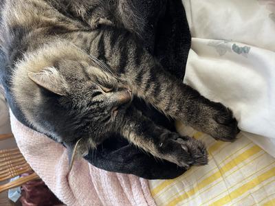 brown tabby kitty sleeping with arms outstretched