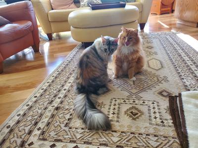 two colorful maine coon cats in a living room