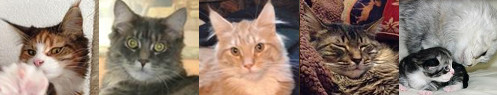collection of five maine coons