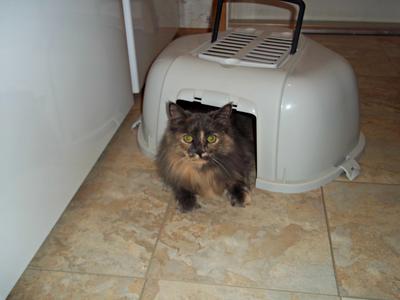 Mazy fluffy tortie cat looking out from carrier.