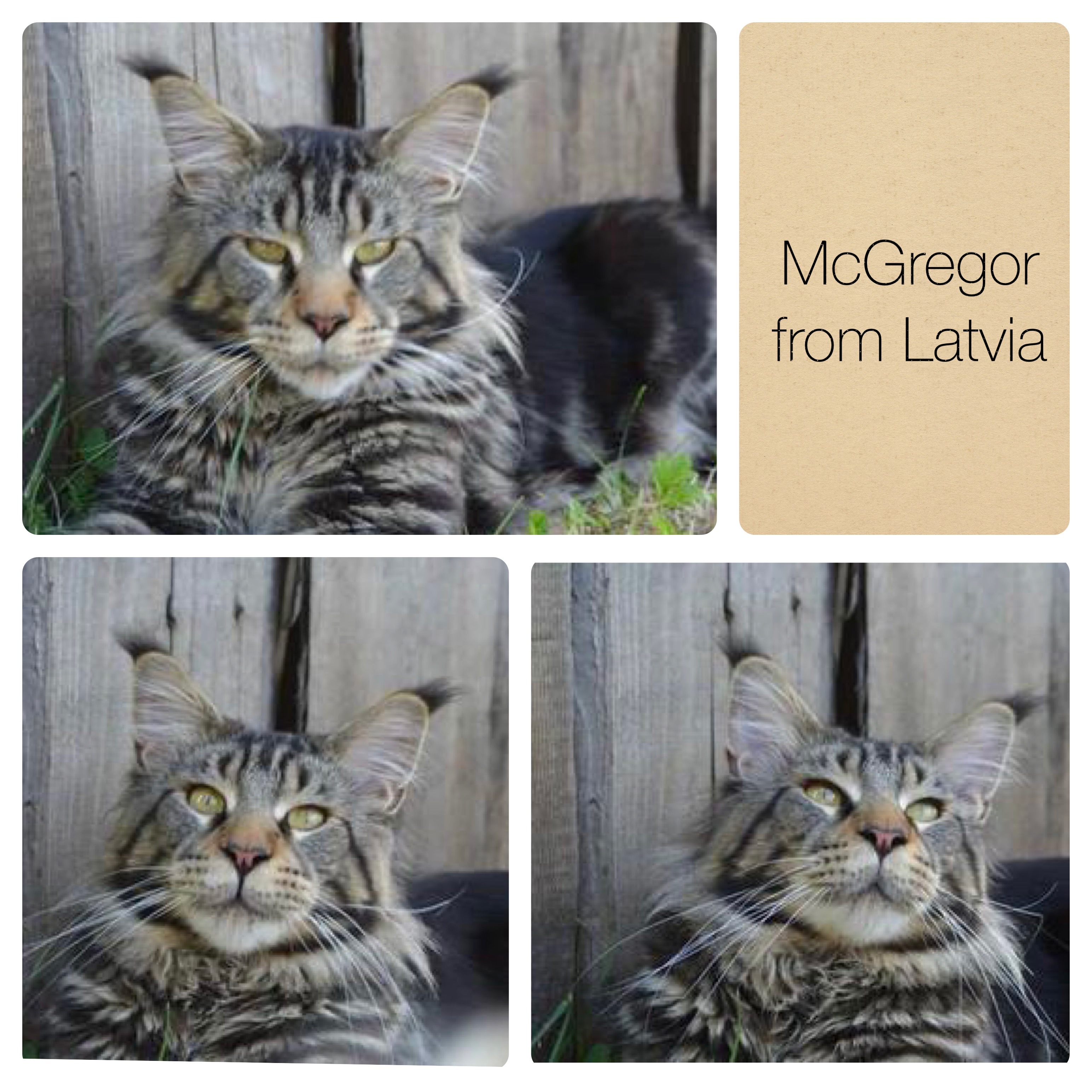 McGregor brown tabby maine coon cat