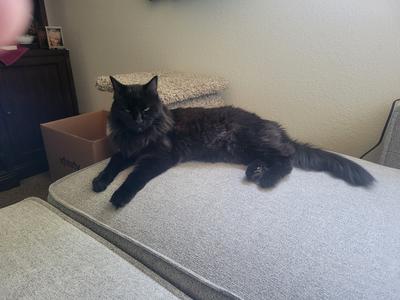 Meatball fluffy black kitty on an ottoman