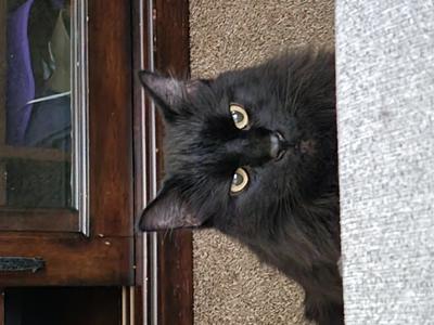 Meatball fluffy black kitty