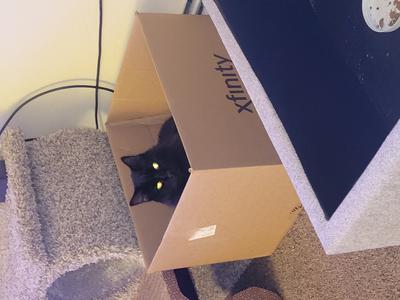 Meatball fluffy black kitty in a box