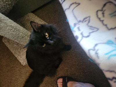 Meatball fluffy black kitty