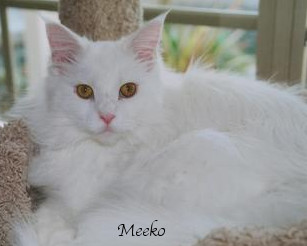 Meeko is a bright and beautiful Coonie Meeko is a bright and beautiful Coonie
