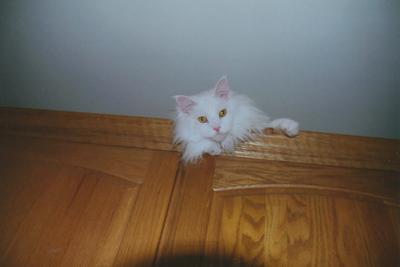 Meeko