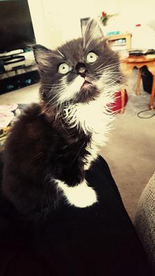 Meowgli tiny male black and white kitten