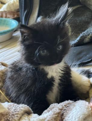tiny tuxedo kitten