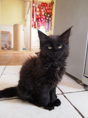 Merce stunning pure black young maine coon kitten with intense gaze.