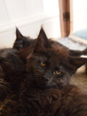 purebred black maine coon kitten cuddling with black sibling.