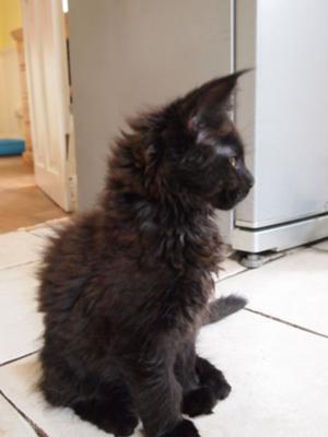 profile of sitting black maine coon girl kitten.