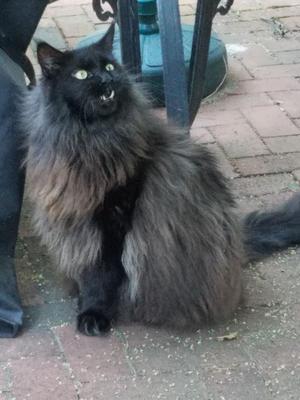 Merlin fluffy black maine coon outside sitting on a patio mid-meow.