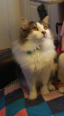 Merlin