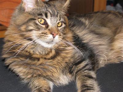 Merlin